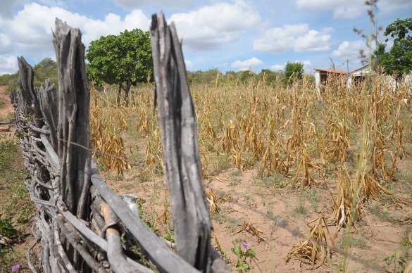 Mais de 180 municípios do Piauí ainda sofrem com a seca