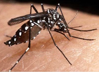 População subestima a gravidade da dengue, avaliam gestores