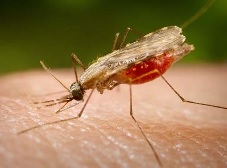 Cientistas brasileiros avançam na busca de remédio contra malária