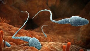 Cientistas estão mais perto de pílula para homens