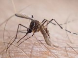 Febre chikungunya tem sinais que lembram dengue; conheça doença